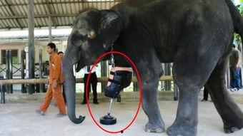 屋顶大象手机在线观看,揭秘神秘生物的奇幻之旅 第1张 屋顶大象手机在线观看,揭秘神秘生物的奇幻之旅 第1张